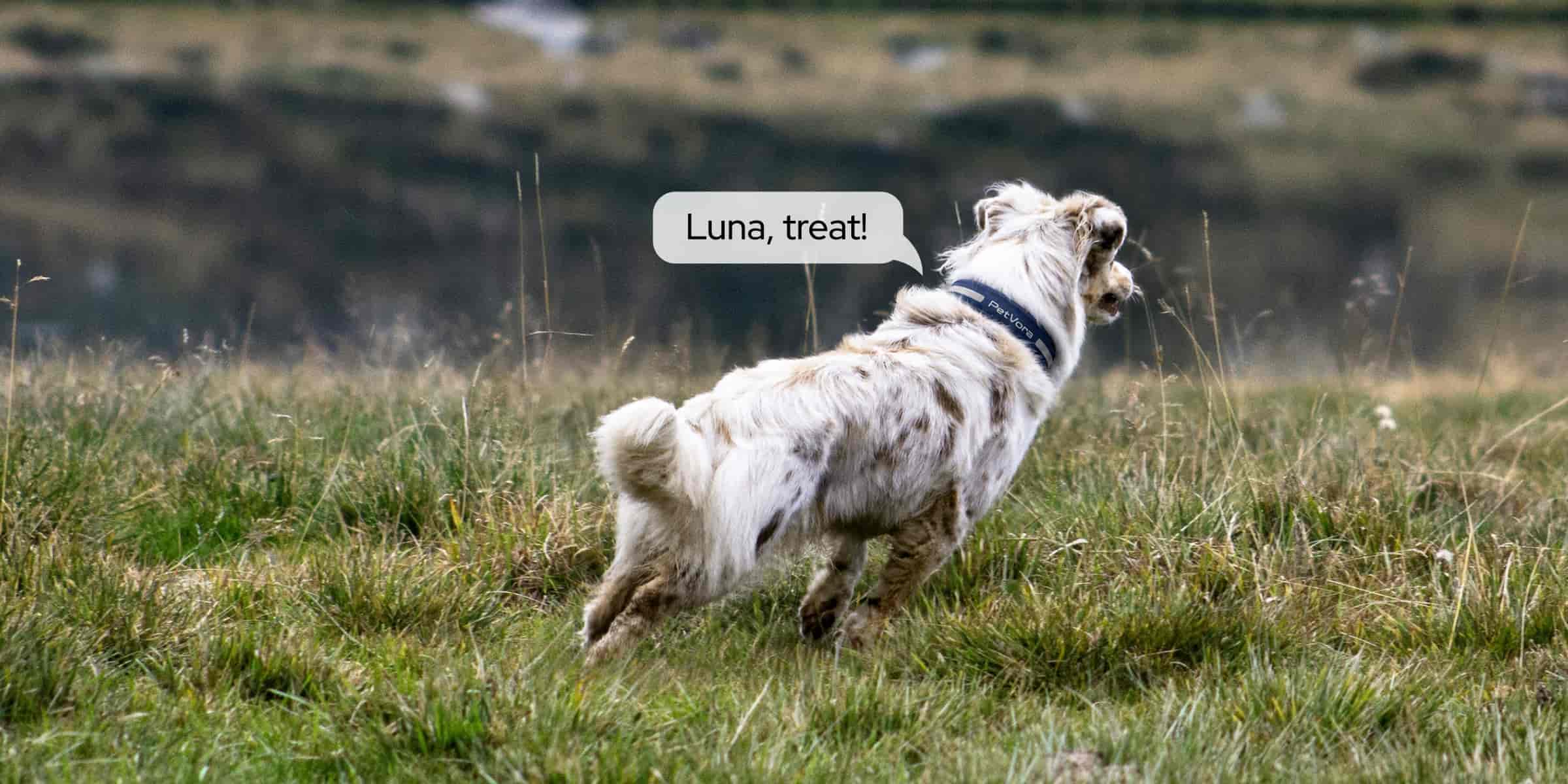 Dog outdoors with PETVORA collar