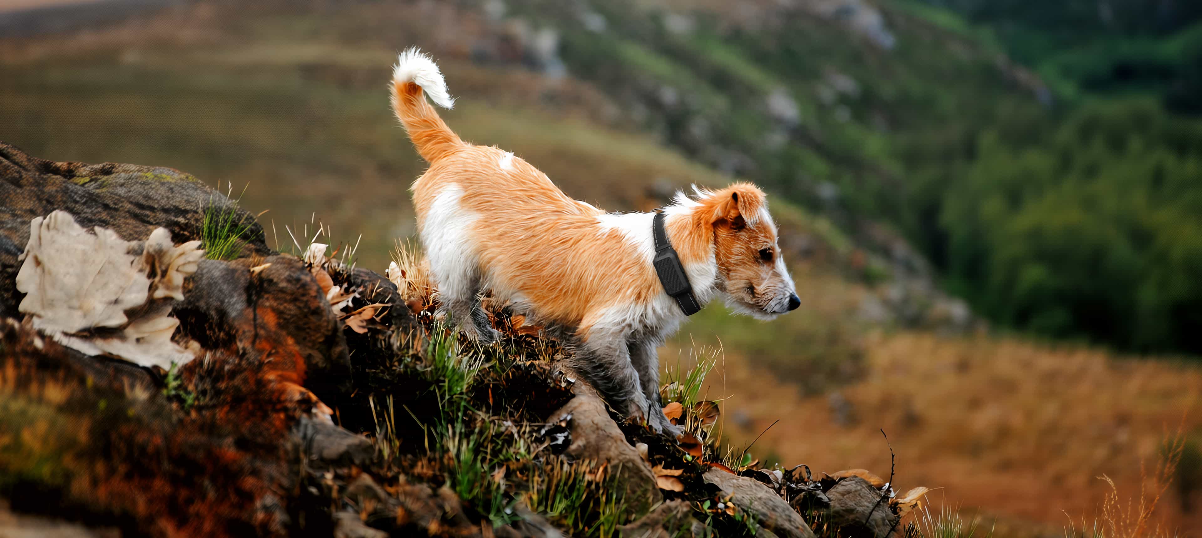 Dog running with the PetVora Smart Collar Air live GPS tracking view.