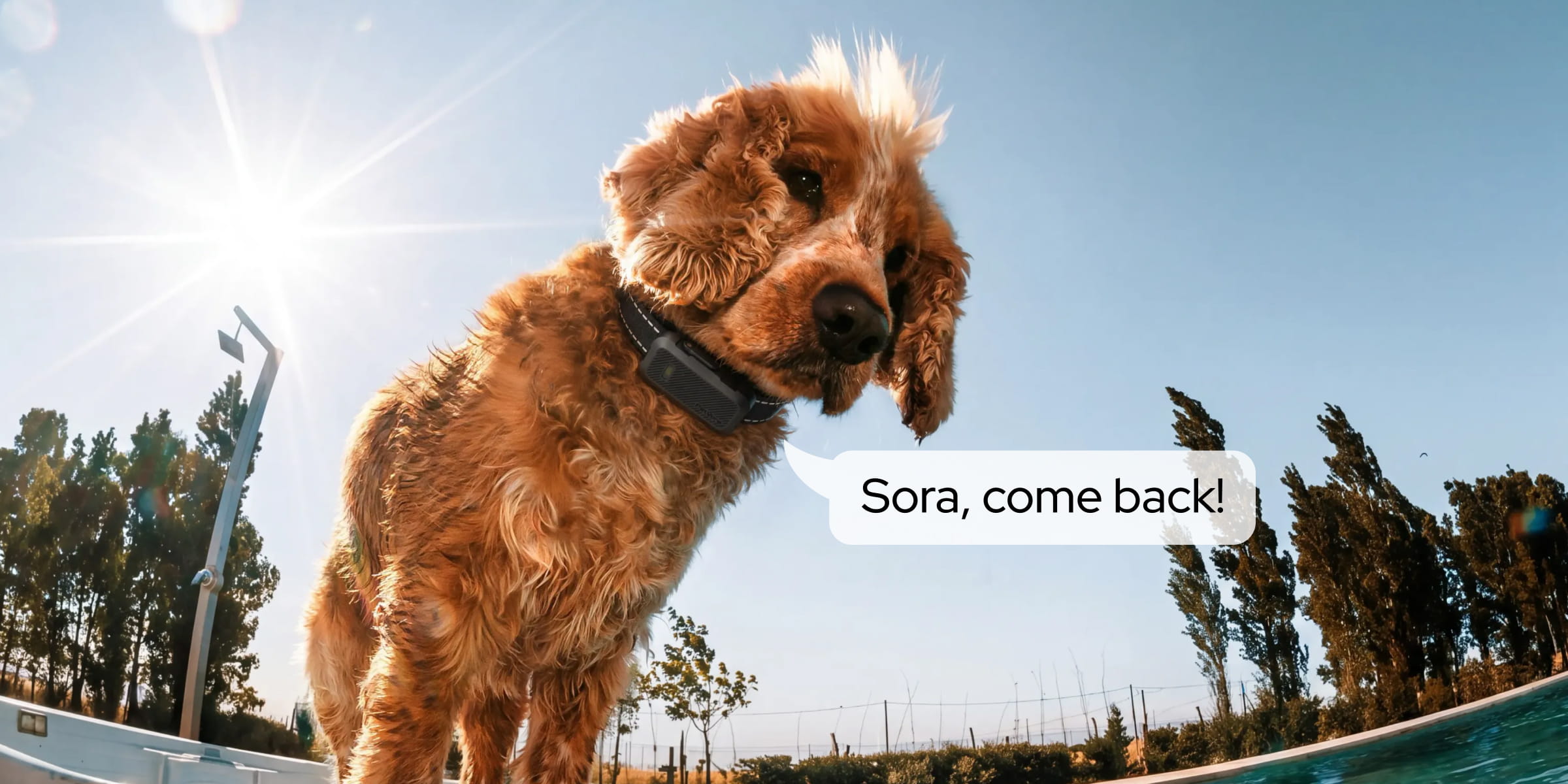 PetVora Smart Collar Air voice recall feature.