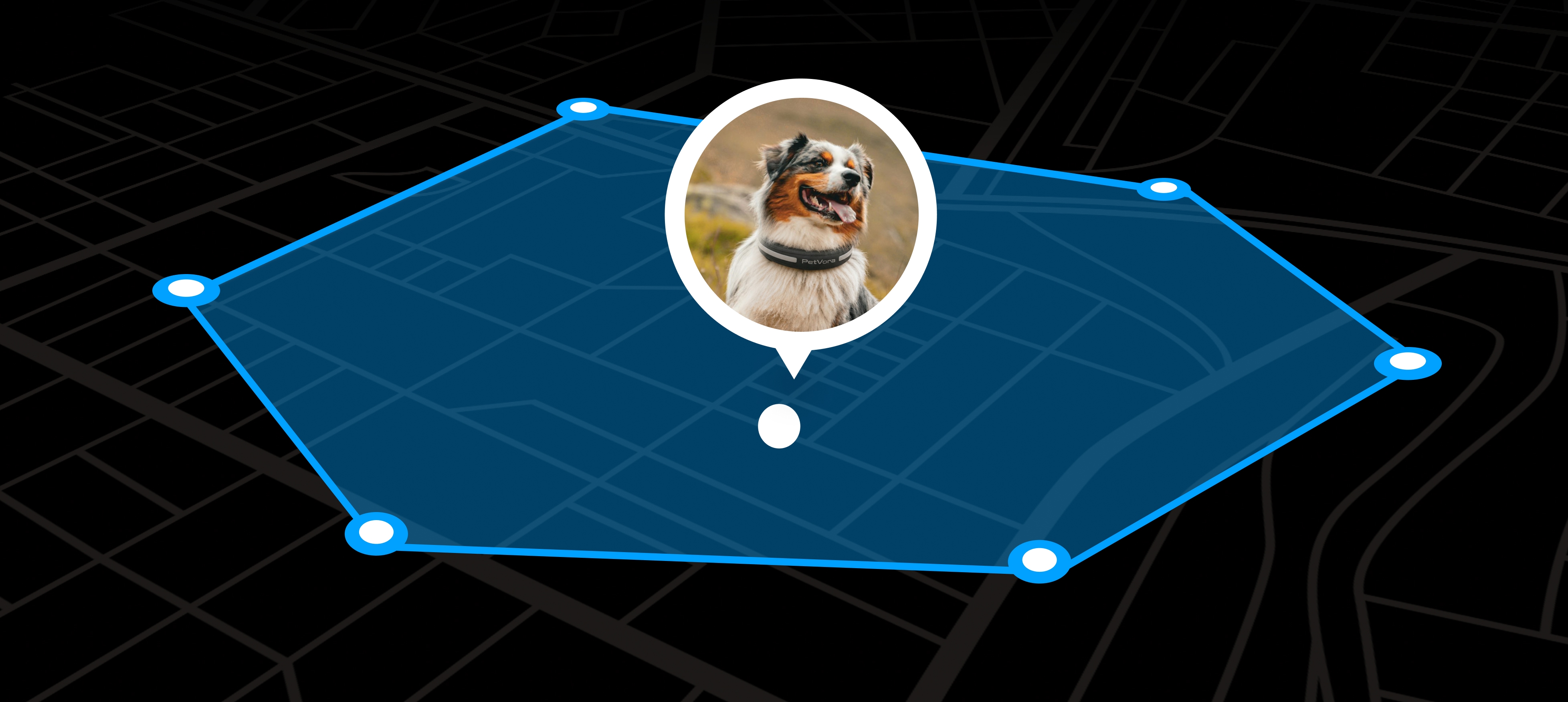 Dog exploring within a PetVora Smart Collar wireless fence.