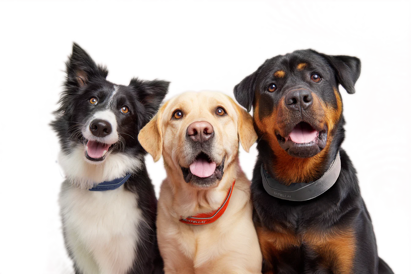 Three dogs